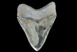Serrated, Fossil Megalodon Tooth - Collector Quality #90151-1